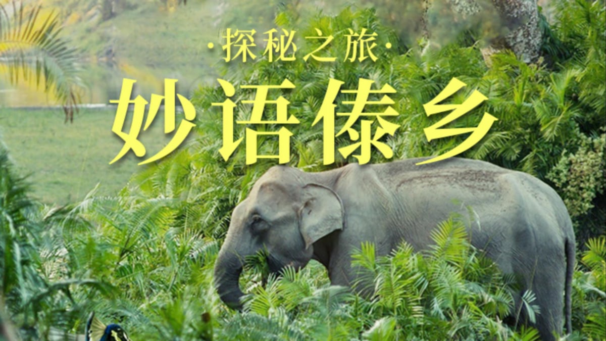 昆明版纳6天5晚雨林傣乡线